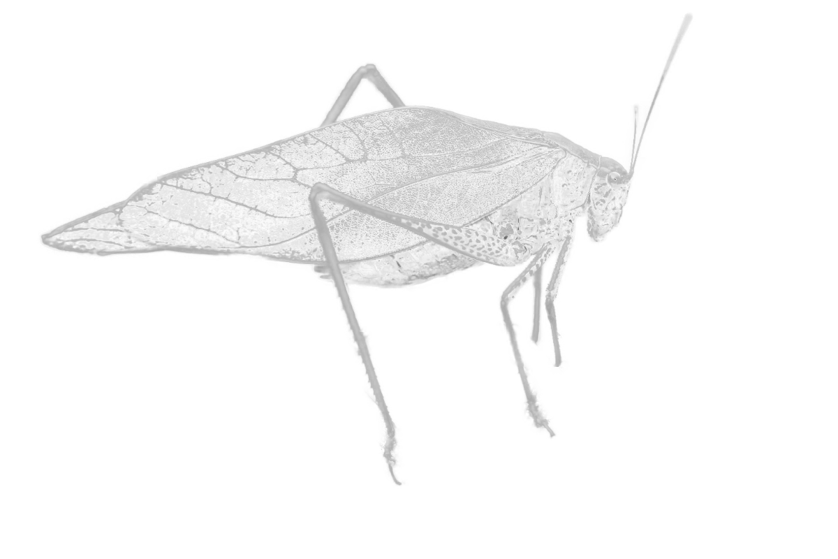 katydid